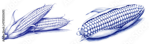 Vintage sketch of corn on cob in blue ink style  