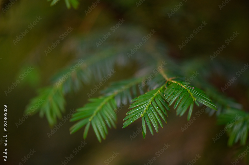 Fototapeta premium Green yew branch on natural background