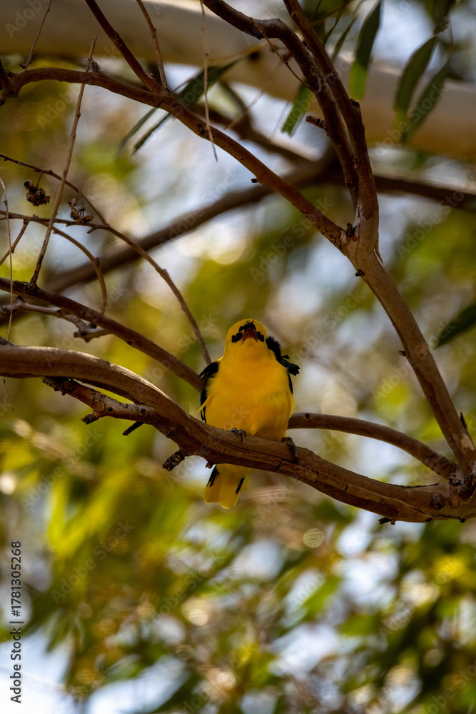 Naklejka premium Eurasian Golden Oriole (Oriolus oriolus) Perched on Branch in Natural Habitat