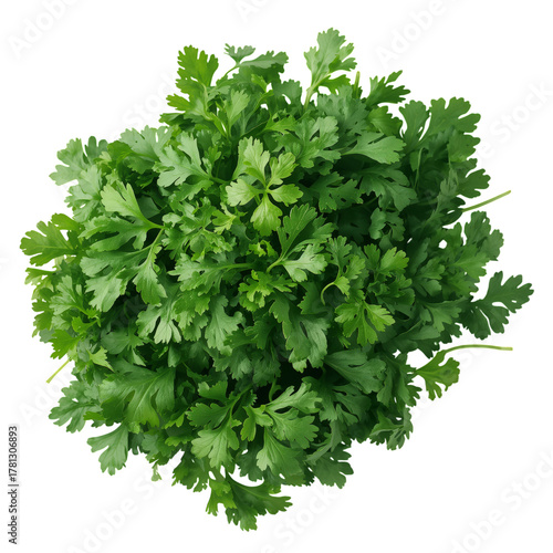 Fresh Cilantro Bunch Ready for Use in Cooking and Garnishing Dishes at Home o...