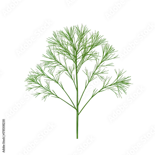 Fresh Dill Herb Bundle Captured on a Wooden Surface, Ideal for Cooking and Ga...