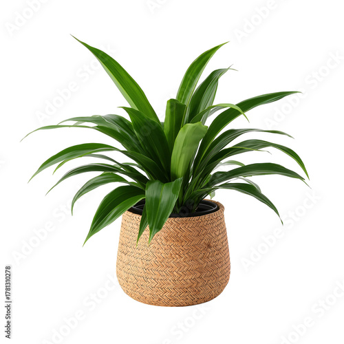 Lush Green Plant in a Decorative Woven Pot Enhancing Indoor Decor in Well-Lit...
