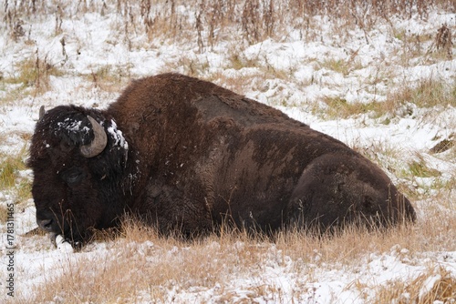 Photography american bison in yellowstone national park