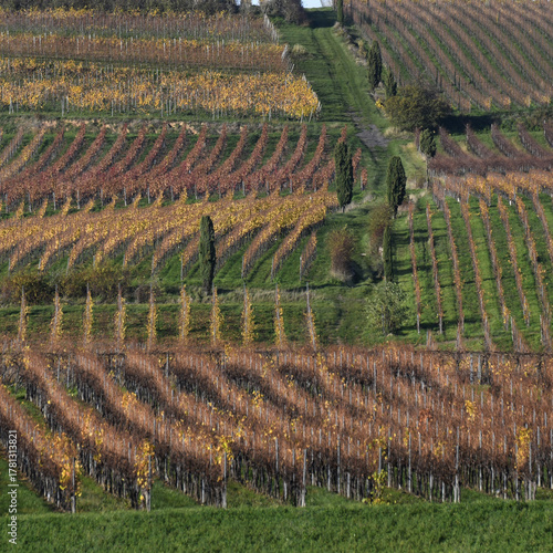 rheinhessische herbstlandschaft im weinberg
