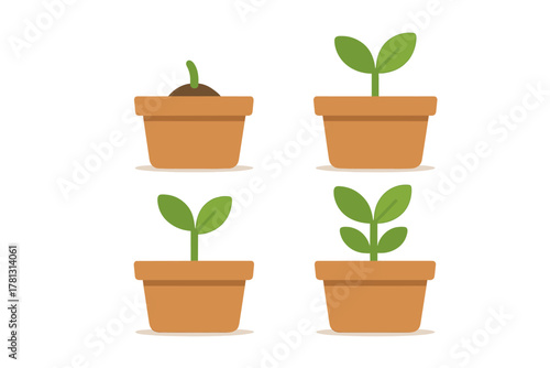 Four sequential stages of seedling growth from sprout to young plant in a terracotta pot
