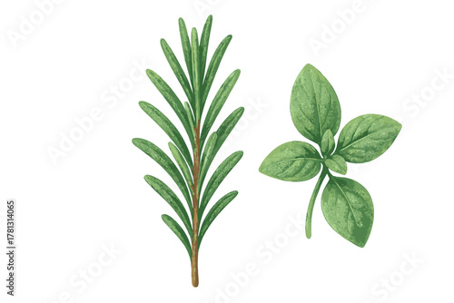 Fresh aromatic rosemary sprig and sweet basil leaves detailed botanical study isolated on white