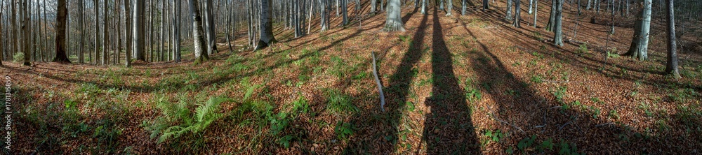 Obraz premium Panorama of a sunny autumn forest with tall bare trees and scattered golden leaves. Green fern covered with scattered leaves creates a cool atmospheric landscape.