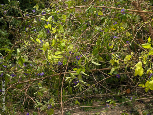 Garden pruning debris and overgrown vegetation pile on Mediterranean patio floor. Waste, maintenance work, neglected plants, apartment building courtyard, property planter area, gardening, cleaning.