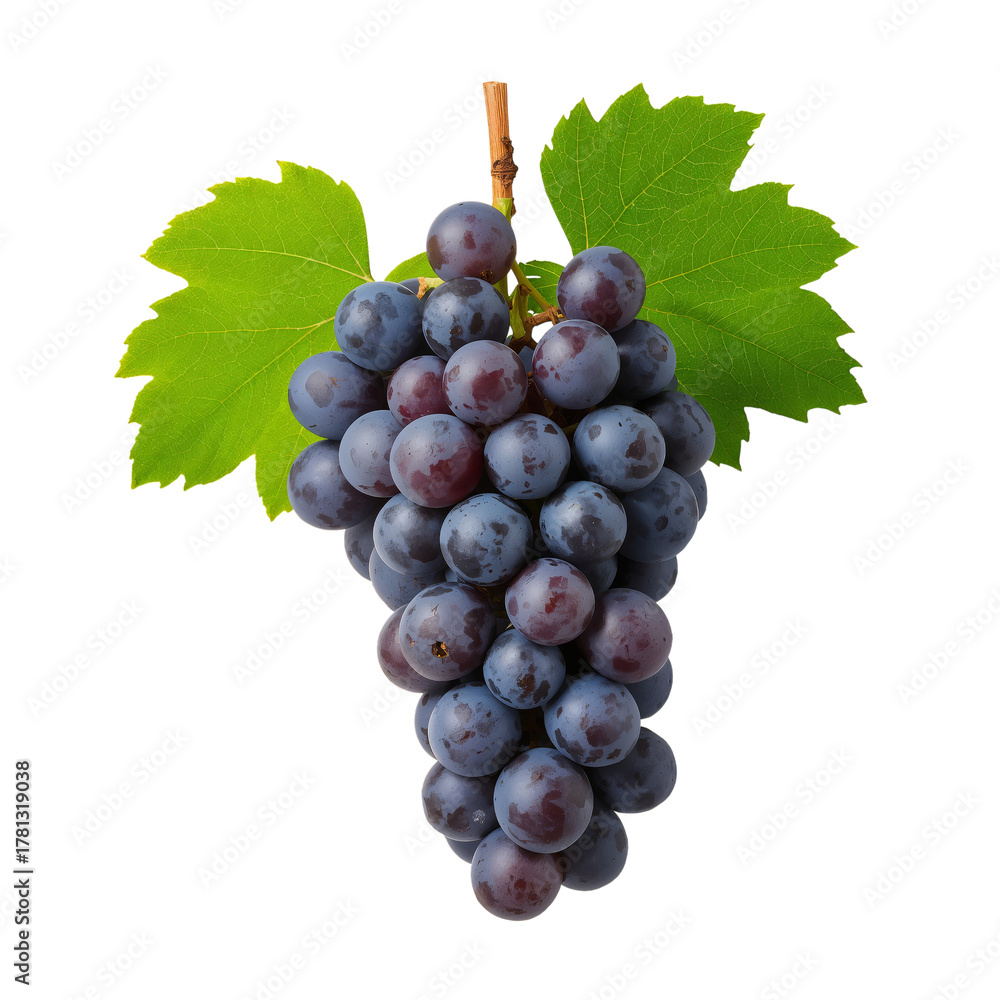 Fototapeta premium Freshly Harvested Bunch of Dark Purple Grapes on Green Vine Leaves With Natural Shine.