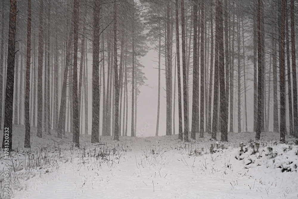 Fototapeta premium christmas snow in the forest