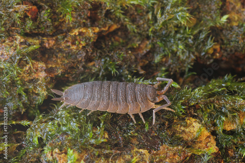 Obraz na plátne gewone pissebed (Porcellio scaber
