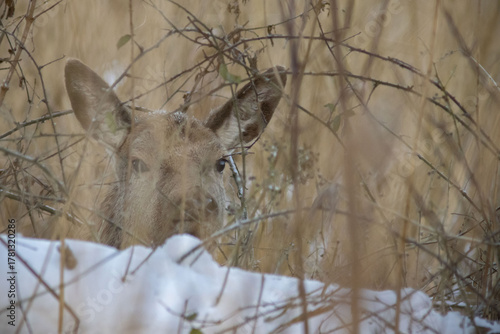 edelhert jong in sneeuw (Cervus elaphus