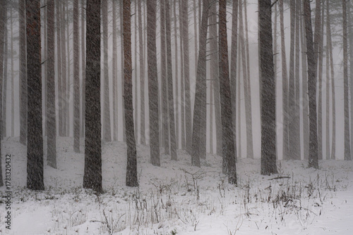  blizzard in the pine forest
