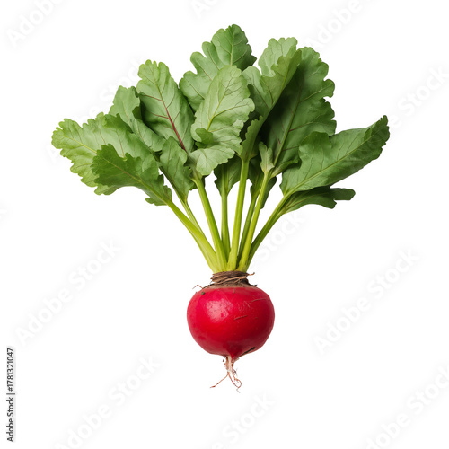 Fresh Red Radish With Green Leaves Ready for Harvest or Cooking