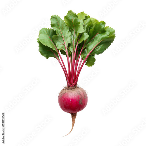 Fresh Red Radish With Green Leaves Ready for Harvest or Cooking.