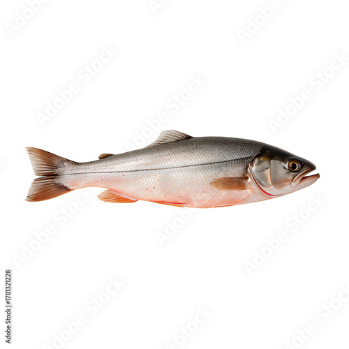 Fresh Trout Displayed on a White Background Ready for Cooking