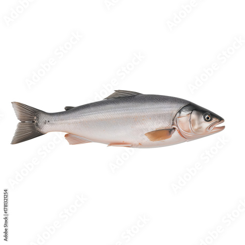 Fresh Trout Displayed on a White Background Ready for Cooking.