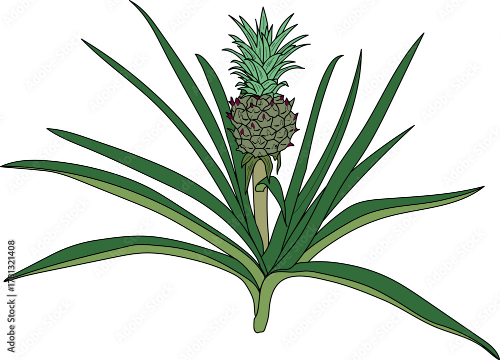 Fototapeta premium Pineapple plant (Ananas comosus) with unripe pineapple fruit and green leaves isolated on white background