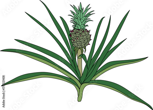 Pineapple plant (Ananas comosus) with unripe pineapple fruit and green leaves isolated on white background