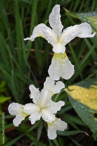 Twin White Iris Blooms Glistening with Fresh Raindrops