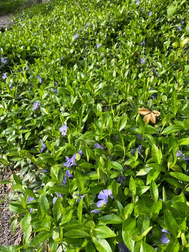 Vinca minor.early Bloomer.A creeping ornamental plant with yellow leaves and purple flowers in spring garden. Plants for landscape design.Floral background