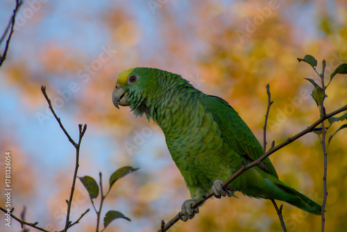 Young Yellow-headed Amazon parrot (Amazona oratrix) perched on a branch with a soft autumn blurred background