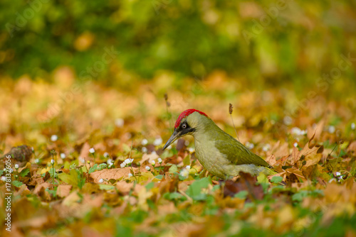 European green woodpecker (Picus viridis) searching on the ground among autumn leaves and tiny white flowers.