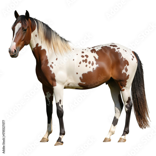 Colorful Horse Standing Proud in a Lush Green Field With a Clear Sky During t...