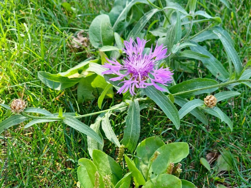 Obraz premium Centaurea jacea blooms in the meadow among wild grasses