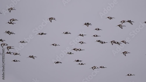A swarm of Black-tailed Godwits (Limosa limosa) flying around in early spring - slow motion