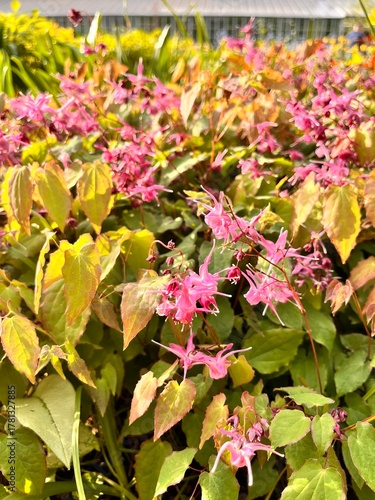 epimedium grandiflorum.An early-blooming flower with pink inflorescences in a spring garden. Flower background