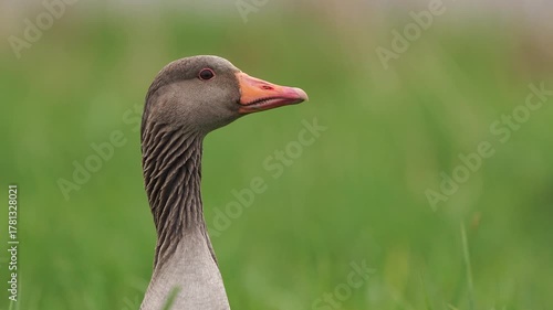 A greylag goose (Anser anser) looking to the right 