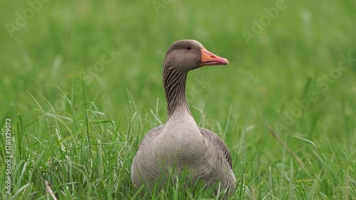A greylag goose (Anser anser) sitting in a meadow and looking at you