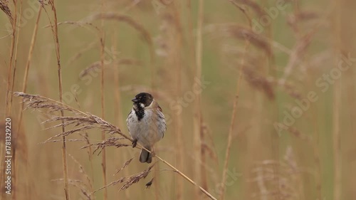 A common reed bunting (Emberiza schoeniclus) singing in a reed collar in early spring and flying away.