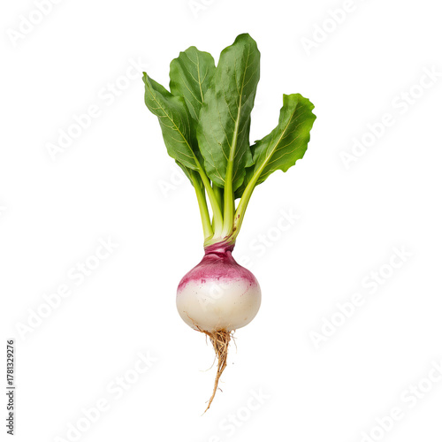 Fresh Turnip With Green Leaves Harvested From Organic Garden.