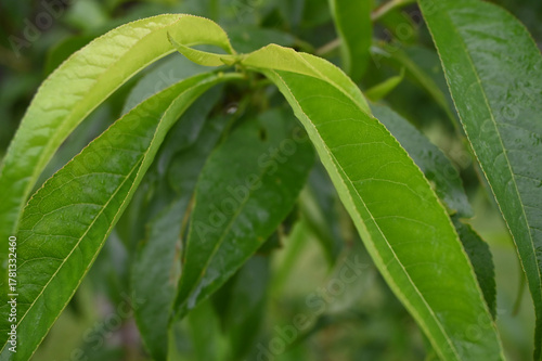 Lush, Elongated Green Peach Leaves with Distinct Veining: A Detailed Macro View Capturing the Vibrant Freshness and Organic Textures of Garden Foliage