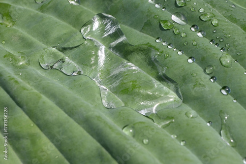 Macro View of Fresh Water Drops on a Textured Green Hosta Leaf