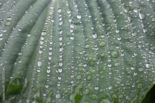 Macro View of Fresh Water Drops on a Textured Green Hosta Leaf