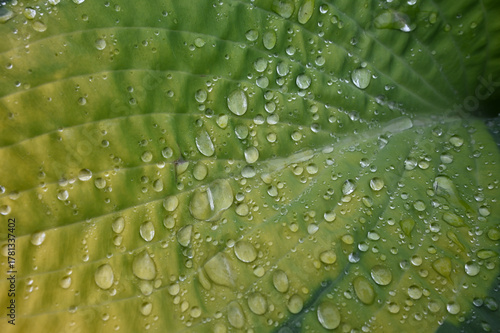 Macro View of Fresh Water Drops on a Textured Green Hosta Leaf
