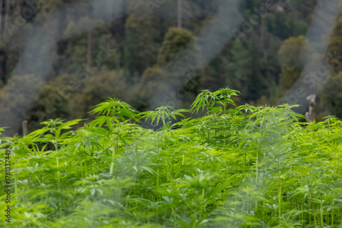 Cannabis sativa plants growing in natural outdoor environment