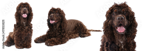 Cute Cocker Spaniel dog isolated on white, set of photos