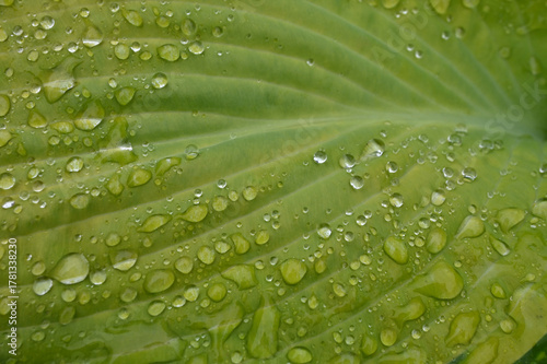 Macro View of Fresh Water Drops on a Textured Green Hosta Leaf