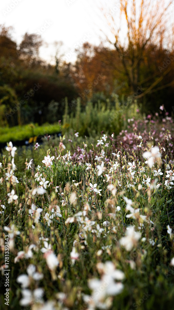 Fototapeta premium Fleurs d'automne