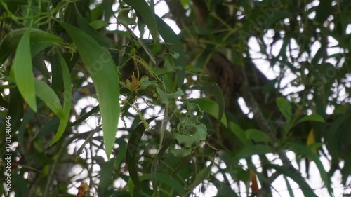 Close up of eucalyptus leaves, buds and flowers on tree branch