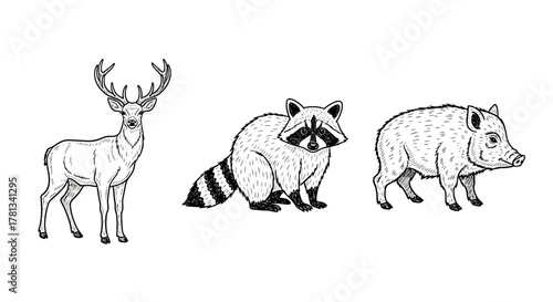 Wildlife illustrations: deer, raccoon, and wild boar in vintage style