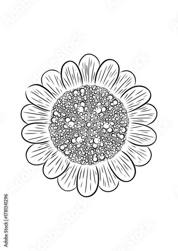 DIFERENTES FLORES ESTILO LINEAL, FLORES CON DIBUJO LINEAL EN VECTOR
