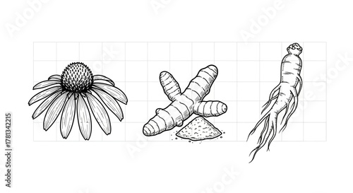 Hand drawn medicinal plants with echinacea, ginger, and ginseng on grid background