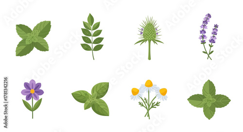 Colorful botanical collection featuring herbs and flowers in a flat design