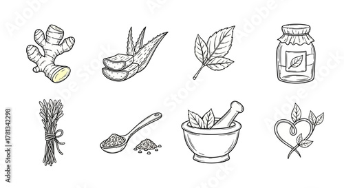 Herbal ingredients and remedies: hand drawn botanical elements for natural health