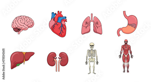 Colorful human anatomy organs and systems collection on white background